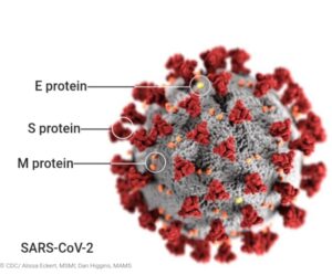 SARS-CoV-2 particle