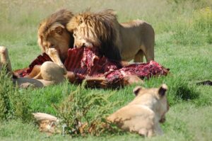 Lion feed on fresh meat diet and exercise often