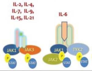 Read more about the article JAK Inhibitors. What do these drugs add to the Covid-19 therapy pool?