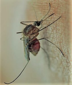 Read more about the article A monoclonal antibody protects against malaria for up to nine months – results from a novel study.