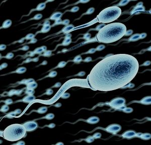 Read more about the article We now know the gene that causes male infertility.