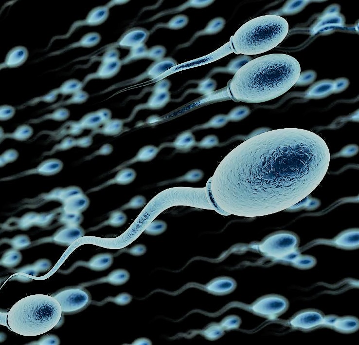 You are currently viewing We now know the gene that causes male infertility.