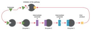 end-product inhibition controls the activity of enzymes in a metabolic pathway.