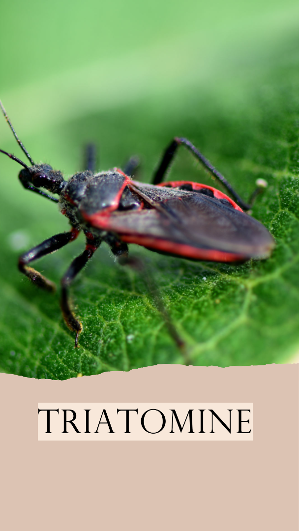 Read more about the article Chagas Disease: Understanding the Silent Threat